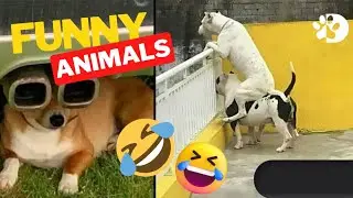 Laughing Out Loud: Funny Cats, Dogs, and Animals Compilation | funny videos  | silly pets | #comedy