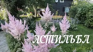 Астильба: выбор места и посадка, сорта, уход, сочетаемость с другими декоративными растениями.
