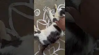 😭 cute little cat 😍 #funnyvideos #funnyanimals #funnydogs #funnycats #vadivelu #cutedogs #dog #cute