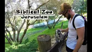 Biblical Zoo, Jerusalem 4K