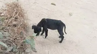 DOG 🐕 SMALL DOG 🐕 BLACK #shorts