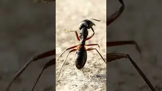 Did You Know Ants Can Carry 50 Times Their Weight 