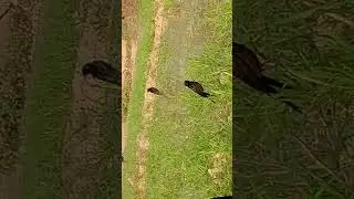 main aur bhai pani lga rhy hain video zrorr daikhain
