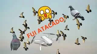 SOBREVOO NO BUTANTÃ POMBA ATACOU O DRONE ? 4k