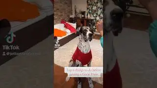 Top 6 Things to Do BEFORE Getting a Great Dane! 🐕