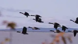 Les oiseaux migrateurs