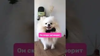 Что в вашей жизни изменилось с появлением 🐶? spitzland - тг