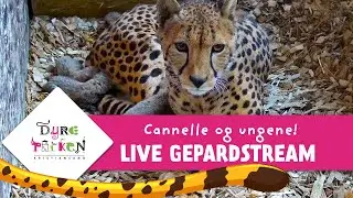 Geparden Cannelle og de nyfødte | Dyreparken