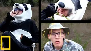Giant Panda Mating Season | Wildlife Documentary