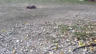 1993 kyosho outrage with mabuchi 540 28t