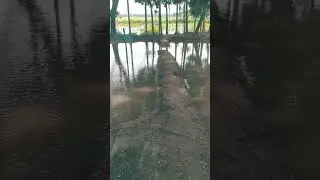 Bangladesh //বাংলাদেশ//BD771224701//#BD771224701#