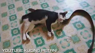 GARA GARA BOY MAKAN DAGING KAMBING BIY LANGSUNG NAIK TENSINYA
