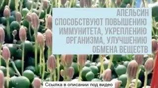 Гибридные фруктовые мини деревья - фруктовые мини-деревья в горшках "экодар": купить здесь!