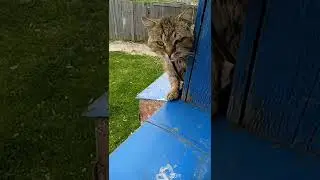 прыгает на окно 😱