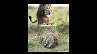 African Lion vs Nile Crocodile 