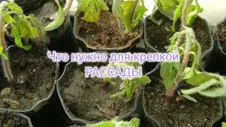 Рассада томатов! Поливная вода,грунт, удобрения,фунгициды и подсветка.