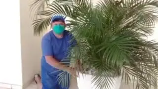 MOSTRANDO PALMEIRA ARECA BAMBU/DICAS DE JARDINAGEM