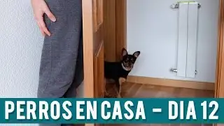 Escondite Perros | Día 12