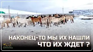 Happy New Year! On our seventh try, we finally managed to bring a group of horses home.