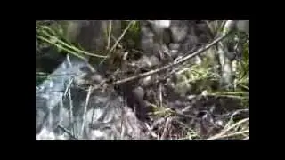 dogada yaşam..