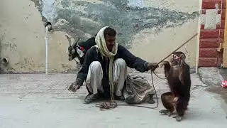 Monkey dance