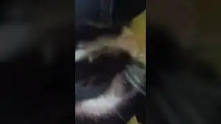 my lalla eating watermelon | My lalla rabbit eat watermelon