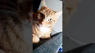 Taco might be the Cutest Cat in the World! | 
