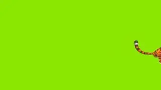 Tiger running// wild animals// green screen effect