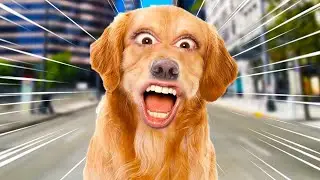 I BECAME A DOG. (Lost Paws)