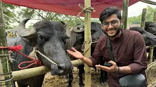 কেরানীগঞ্জের সর্ববৃহৎ গরুর হাট | হযরতপুর বাজার | Realkhadok