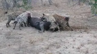 5 hyena's and lioness sharing a kill