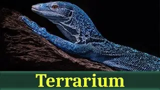 Варан Макрея (лат. Varanus macraei)