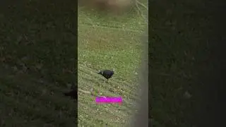 Meet FRED! Austin’s resident turkey. 😅 