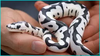 HUGE BALL PYTHON MILESTONE — Desert Ghost Axanthic Clown | 