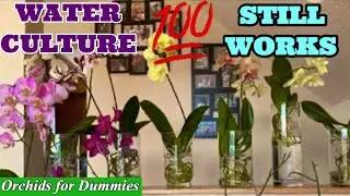 Orchid Care for Beginners: 13 Hacks to Help with Phalaenopsis Growing in Water