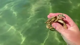 Витязево краб
