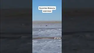 тазы куштер #тазы #охота