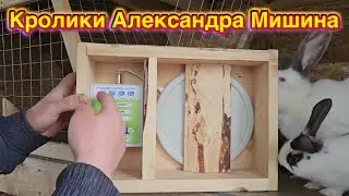 Кролики Александра Мишина. Лечение кроликов, цыплят и котов.