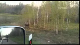 Лось рядом с Пачей 09.05.2014 год