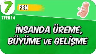 İnsanda Üreme, Büyüme ve Gelişme 📗 7. Sınıf Fen 