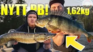 Gädda och Abborre i nya vatten! (PB 1,62kg Abborre)