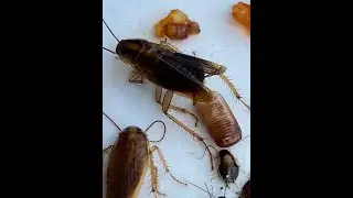 Cockroach 4K video. Cockroach on a glue board. All stages. Gefangene Kakerlake