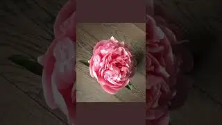 Timelapse of a peony opening up over 3 days