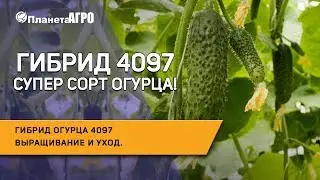 🥒 Гибрид огурца 4097 🌿 Выращивание и уход за гибридом 4097** | Планета Агро