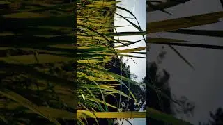 Cinematic Nature | Cinematic Alam