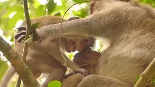 HUNGRY MILK JANNA CRYING LOUDLY | MOTHER GIVE MILK JODY | MONKEY TECHNIQUE