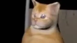 Wheelchair cat would like to see MF DOOM