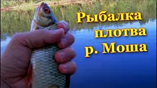 Отличный клёв на реке Моша крупная плотва