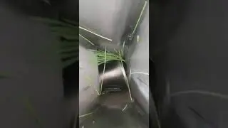 Выжимаем витграсс на промышленном шнеке