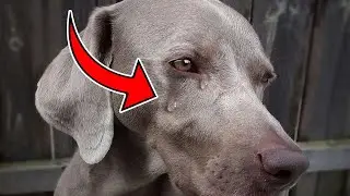 16 Signs You're Unintentionally Hurting Your Dog's Feelings